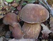 cèpe de Bordeaux, boletus edulis