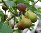 « Grappe » de figues