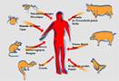 Les maladies infectieuses