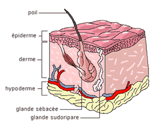 La peau