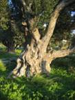 Olive tree Karystos