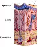 Les couches constituantes de la peau