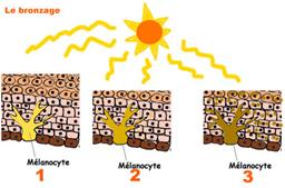 Mécanisme du bronzage