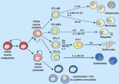 Schéma1 : de l’hématopoïèse chez l’homme.
